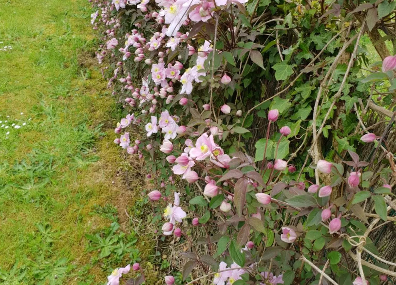Ferienhaus Villa Les Clematites Hillion